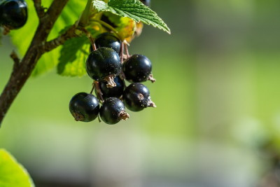 Wino z porzeczek – deserowe